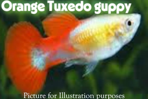 Tropical Fish